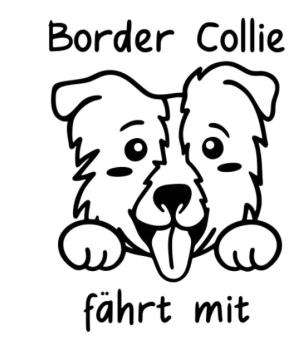 Border Collie fährt mit Aufkleber 